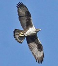 Bonelli's Eagle © John Muddeman
